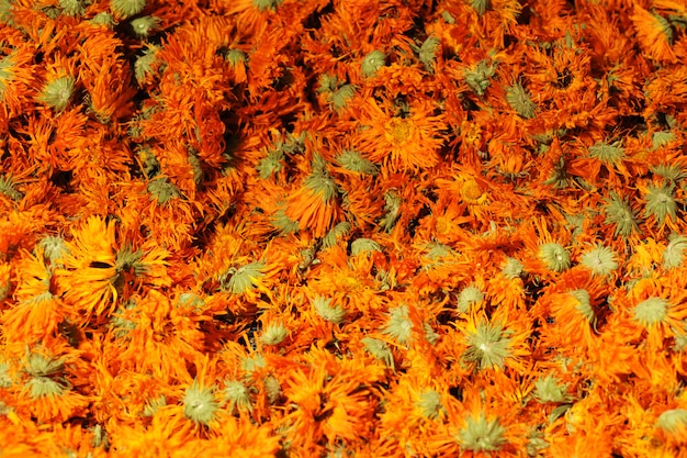 Gedroogde bloemen van calendula