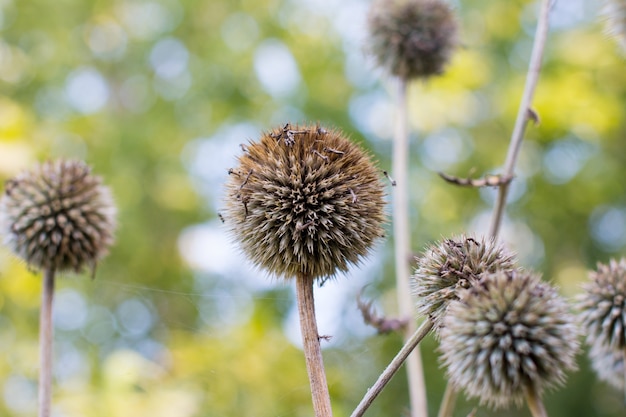 gedroogde bloemen