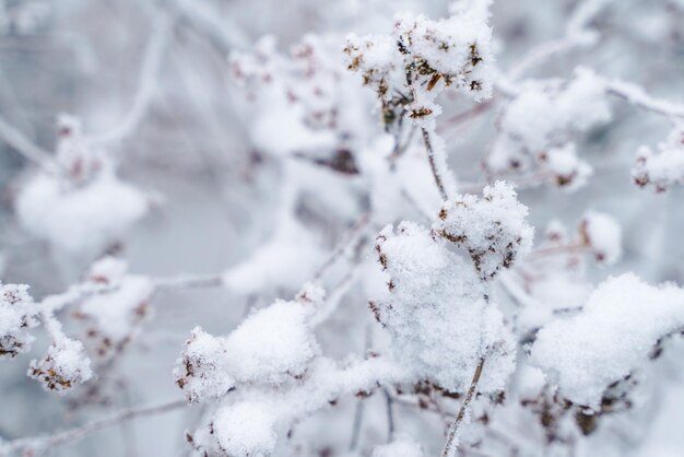 Gedroogde bloementakken in de sneeuw en rijp