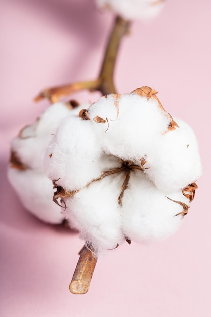 Gedroogde bolletjes met watten close-up op roze