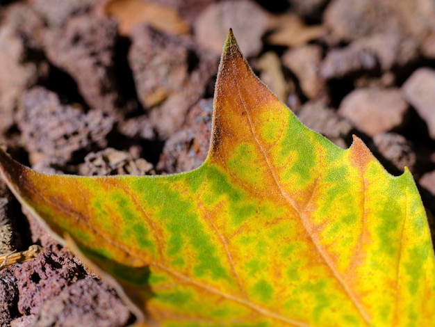 Gedroogde boombladeren in de herfst