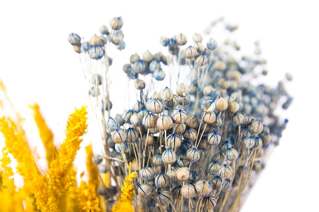 Gedroogde Caspia Bloemen op witte achtergrond