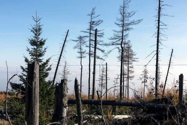 Gedroogde dennen en omgevallen bomen in het Vysoke Tatry Hoge Tatra-gebergte, de bergketen en het nationale park in Slowakije