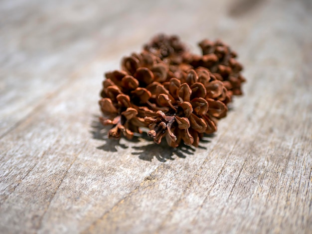 Gedroogde dennenappels Pinus merkusii zaden ondiepe focus