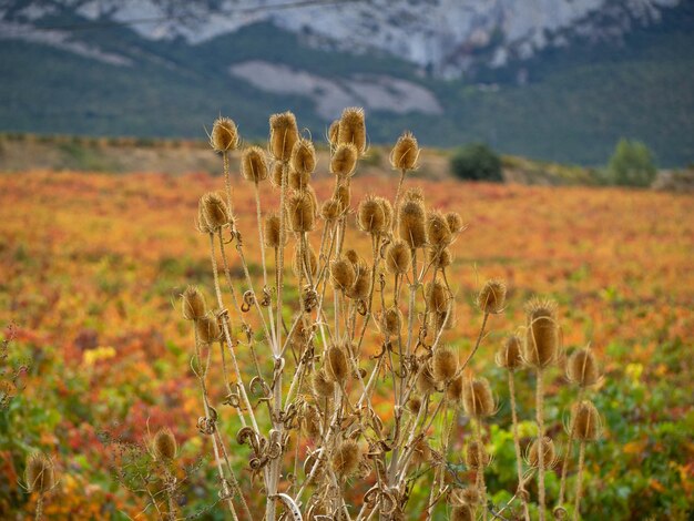 Gedroogde distelbloemen aan de rand van een weide in de vroege herfst seizoensgebonden natuurachtergrond