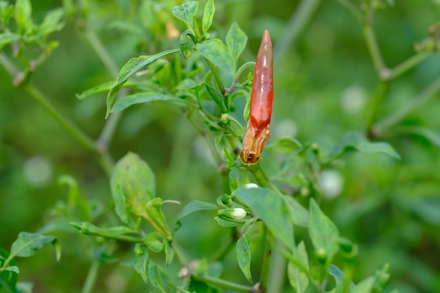 Gedroogde garnalen schimmelziekte Anthacnote in chili