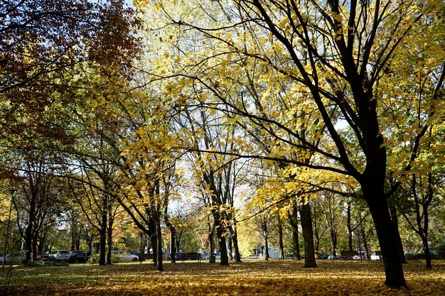 Gedroogde gele en oranje bladeren op de grond in het park in de herfsttijd