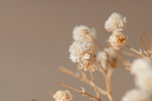 Gedroogde gipskruid bloemen macro shot