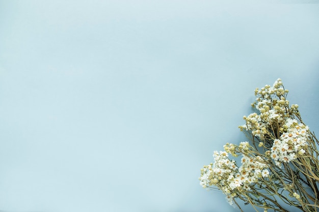 Gedroogde kamille wilde bloemen op een blauwe achtergrond. Bovenaanzicht, tekstruimte
