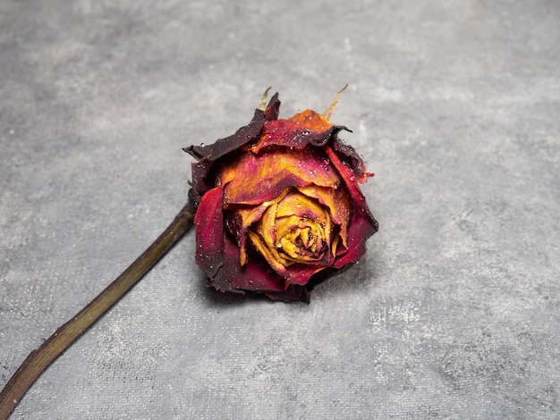 Gedroogde oranje roos op een zwarte achtergrond Een bloem staat op tafel