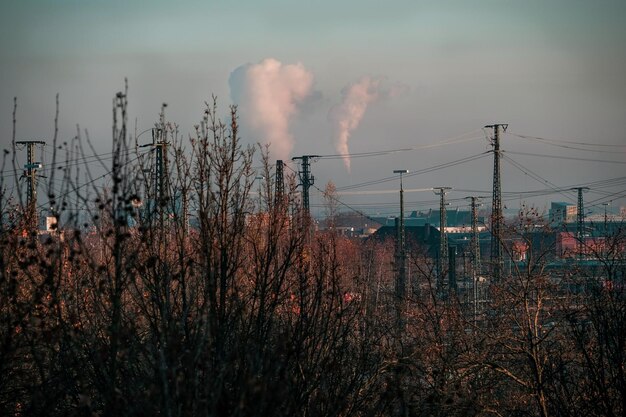 Foto gedroogde planten tegen rook en lucht