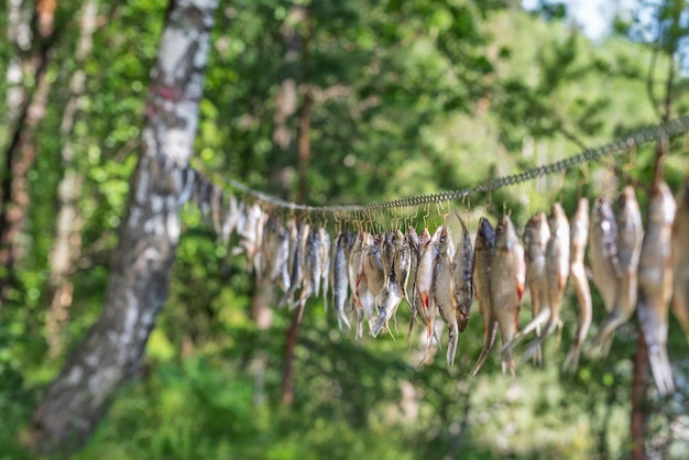 Foto gedroogde riviervissen die in de zon hangen op de achtergrond van de wilde natuur