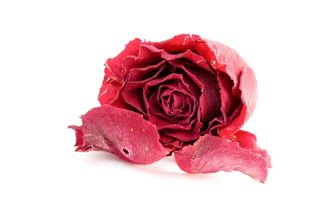 Gedroogde rode roos geïsoleerd liggend op een witte achtergrond en twee bloemblaadjes