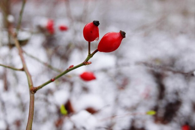 Foto gedroogde rozen in de sneeuw
