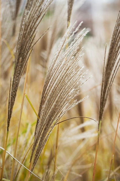 Gedroogde stengels van riet tegen de achtergrond van de winterzonsondergang.