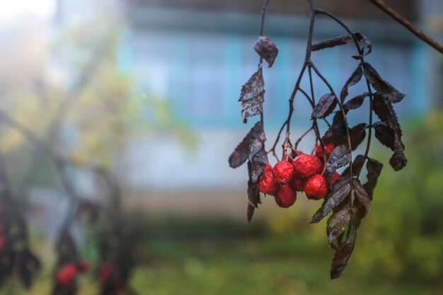 Gedroogde tak van rode lijsterbes Sorbus aucuparia in de onscherpe achtergrond Close-up