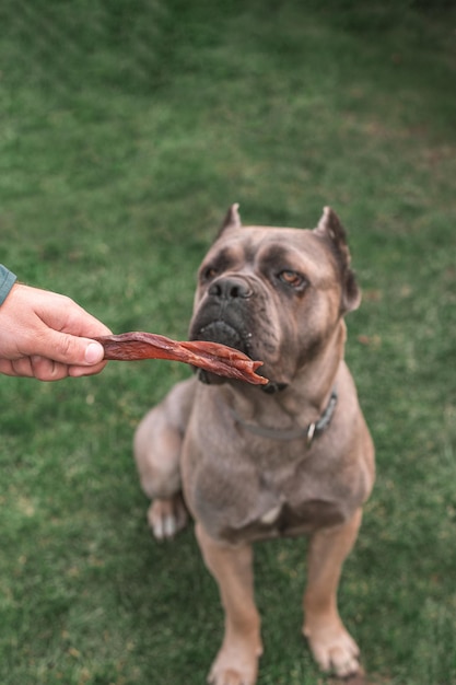 Gedroogde traktaties voor honden Een hond Cane Corso vraagt de eigenaar om zijn favoriete traktatie De hond belonen met een gedroogde traktatie Set hondensnoepjes