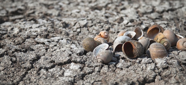 Gedroogde weekdieren op droge en gebarsten grond. Milieueffecten op de opwarming van de aarde