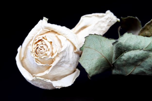 Gedroogde witte roos op een zwarte achtergrond gedroogde rozenbloem voor gebruik als decoratie