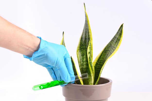 Geef de plant water met chemicaliën en additieven