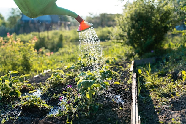 Geef de tuin water met een gieter Aardbeien water geven