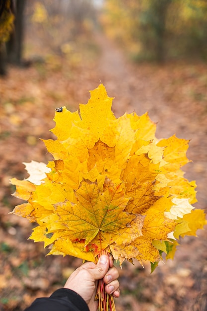 Geef een herfstboeket van gele esdoornbladeren