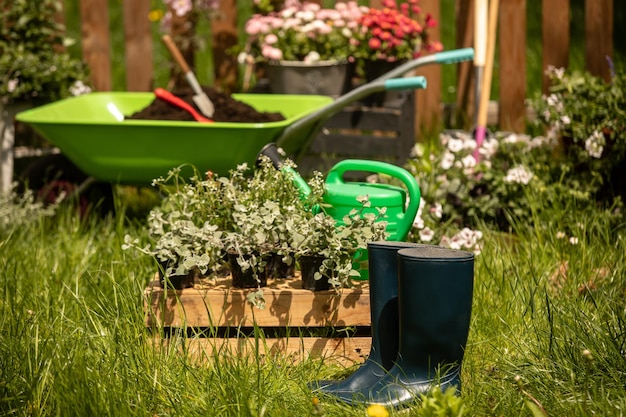 Geeft het gazon water Kruiwagen op een groen gazon met madeliefjes in het zonlicht