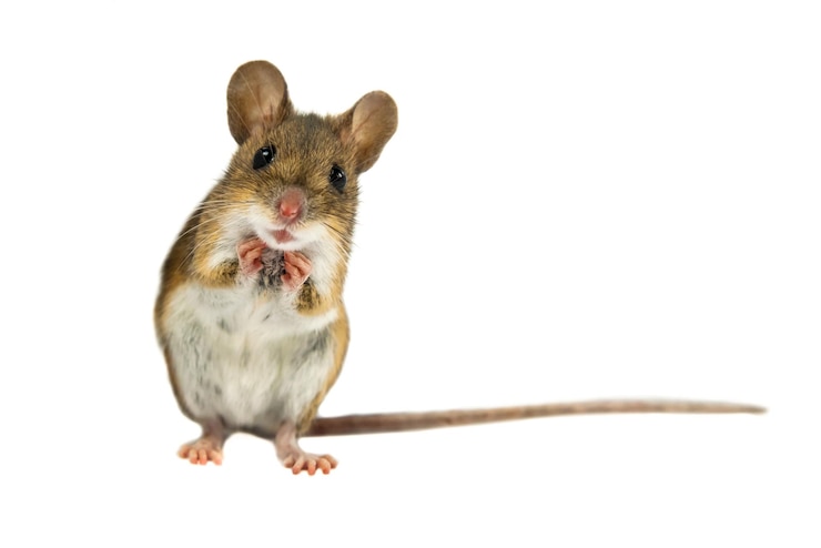 Photo 색 배경에 geeky funny field mouse