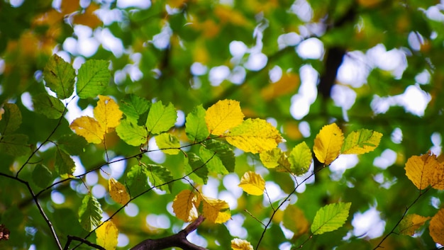 Foto geel blad aan een takje in de herfst