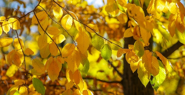 Geel blad aan een takje in de herfst