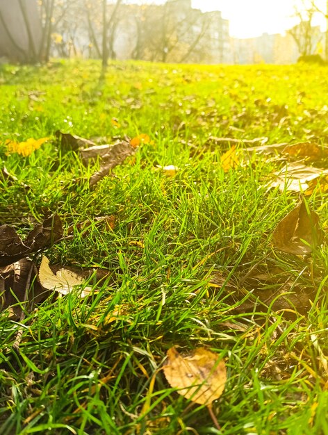 Geel blad dat op het groene gras ligt. Herfst achtergrond.