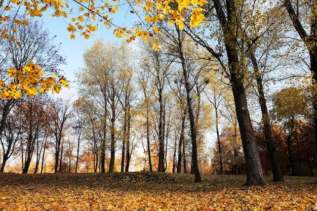 Geel blad herfst