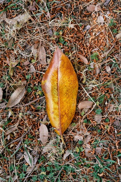 Geel blad ligt op de grond in het gras en de berkenkatjes