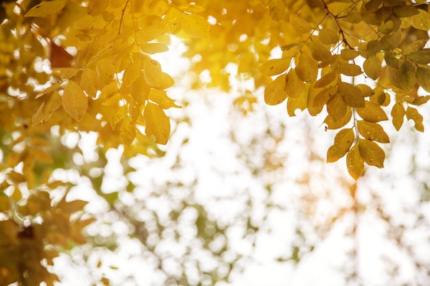 Geel blad op boom in de herfstseizoen voor aard