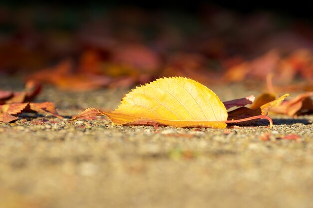 geel blad op de zonnige herfstdag close-up