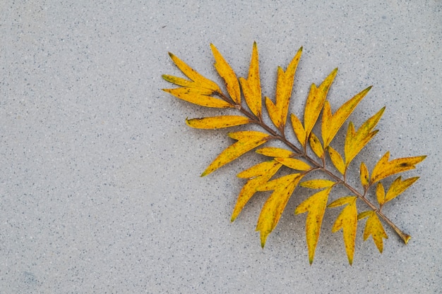 Geel blad op grijze Terrazzovloer