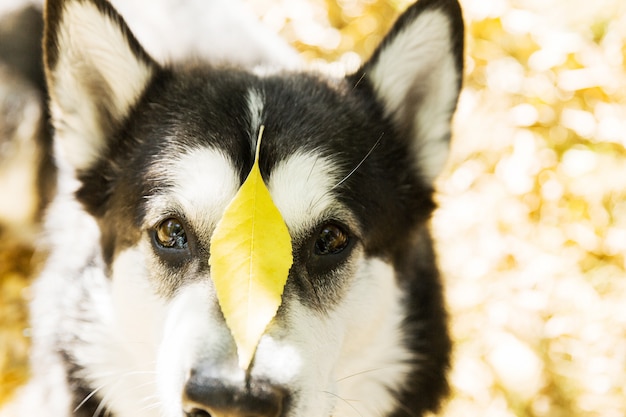 Geel blad op het hoofd van de hond. Zwart en wit husky hond op oranje bladeren in het park