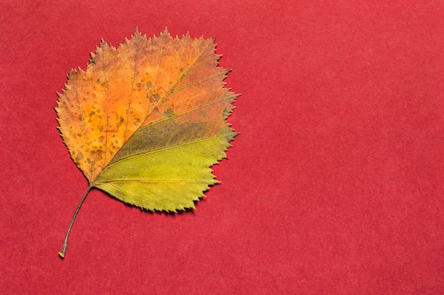 Geel blad op rode achtergrond