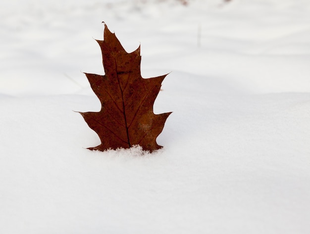 Geel blad van een eik die uitsteekt in de sneeuw in de winter. close-up, kleine scherptediepte