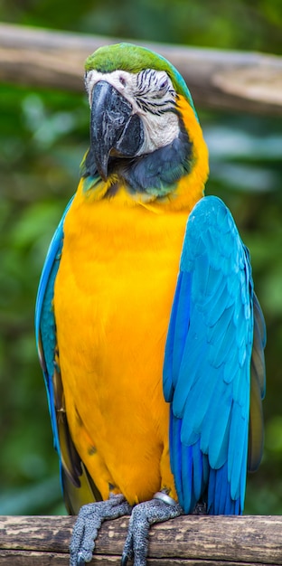 Geel-blauwe ara in een dierentuin