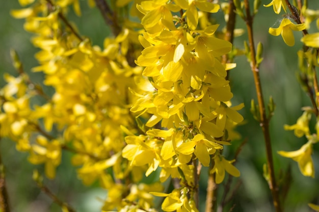 Geel bloeiende forsythia bloemen in de lente close-up Bloeiende struik in de lente