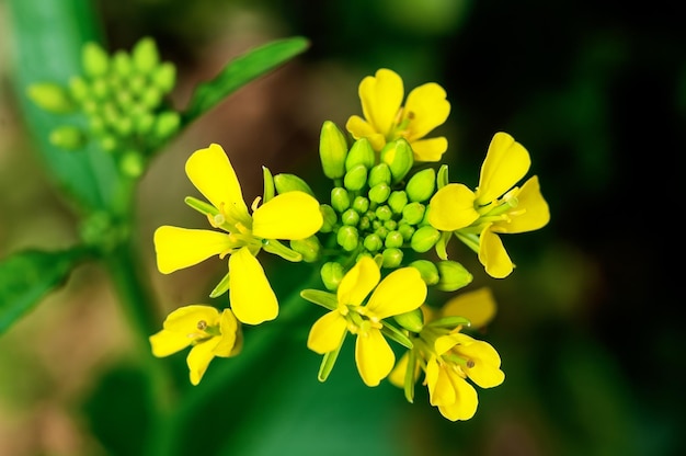 Geel bloemenboeket op een plant