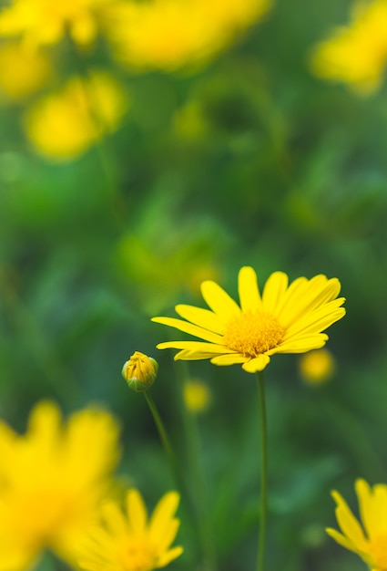 Geel bloemenmadeliefje op een donkergroene rustige tuinachtergrondachtergrond