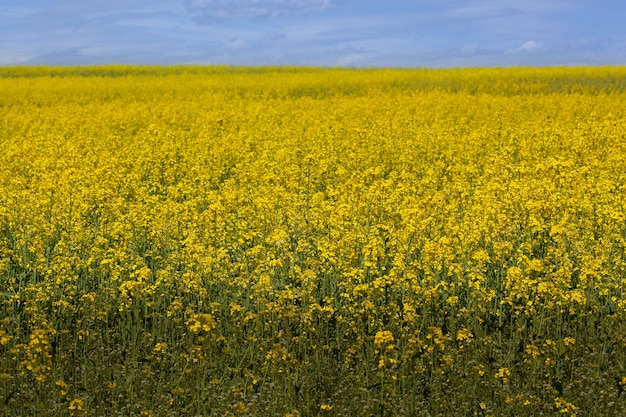 Geel bloemenveld met blauw luchtlandschap