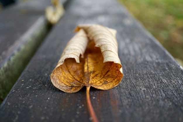 geel boomblad in de aard