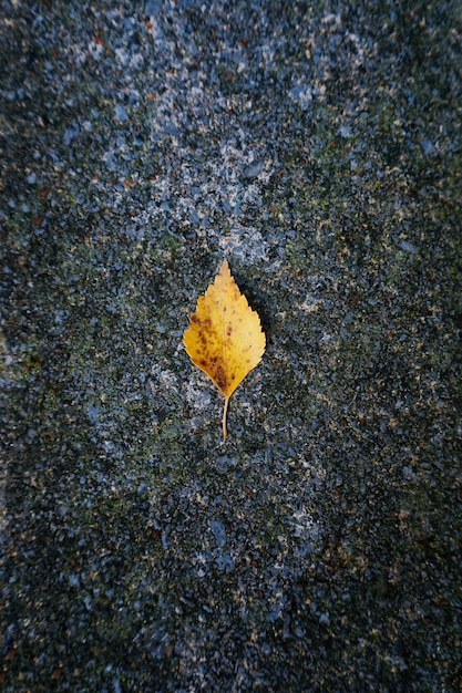 geel boomblad in de herfst in de aard, de herfstkleuren