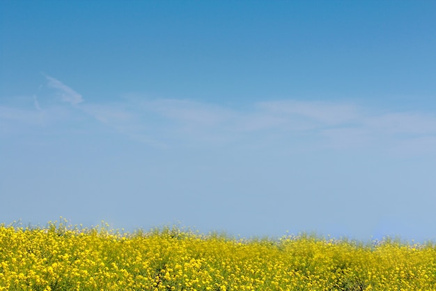 Geel canola bloeit gebied met blauwe hemelachtergrond in de lente