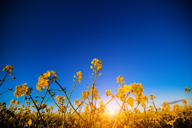 Geel canolagebied in zonlicht. locatie landelijke plaats van oekraïne, europa. verkracht bloemen. vers seizoensoppervlak. ecologie concept. schoonheid wereld.