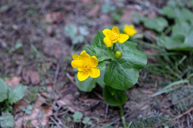 Geel de heemst in het natte bos van de Karpaten