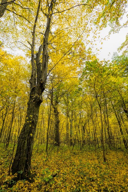 Geel de herfstgebladerte in het bos